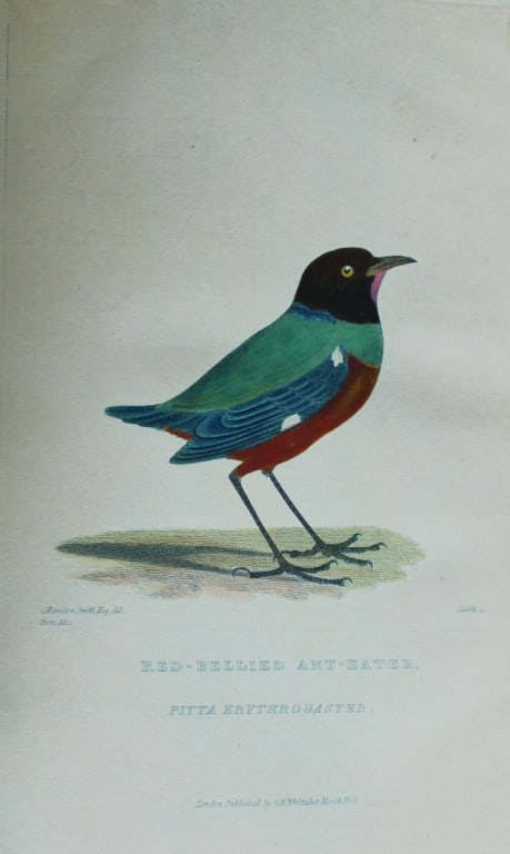 Baron Cuvier - The Red-bellied Ant-Eater 1829: This antique engraving is from the English edition of The Animal Kingdom by Baron Georges Cuvier. Published by GB Whittaker & Co, London 1828-29.Artists who contributed to this work were Landseer, Sow