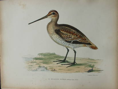 Beverley Morris - 2 Lithographs of  Great Snipe and Jack Snipe 1876: These beautiful hand coloured lithographs are from Les Oiseaux Gibier (Game Birds) by Henri de la Blanchere. Edited by J Rothschild, Paris 1876. Originally drawn by Beverley Morris for British Game Bi