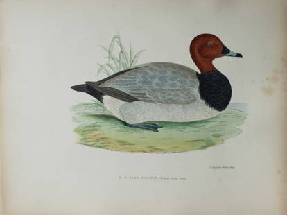 Beverley Morris - 2 Lithographs of  Tufted Duck and Pochard 1876: These beautiful hand coloured lithographs are from Les Oiseaux Gibier (Game Birds) by Henri de la Blanchere. Edited by J Rothschild, Paris 1876. Originally drawn by Beverley Morris for British Game Bi