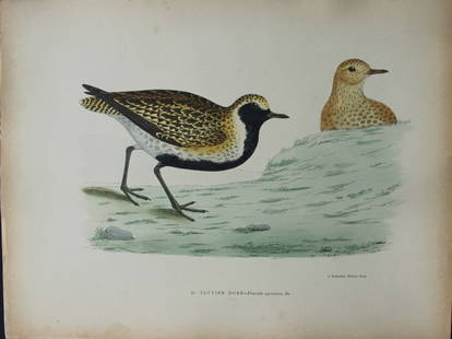 Beverley Morris - 2 Lithographs of  Golden and Great Plovers 1876: These beautiful hand coloured lithographs are from Les Oiseaux Gibier (Game Birds) by Henri de la Blanchere. Edited by J Rothschild, Paris 1876. Originally drawn by Beverley Morris for British Game Bi