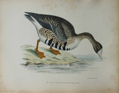 Beverley Morris - 2 Lithographs of  Dotterel and White-fronted Goose 1876: These beautiful hand coloured lithographs are from Les Oiseaux Gibier (Game Birds) by Henri de la Blanchere. Edited by J Rothschild, Paris 1876. Originally drawn by Beverley Morris for British Game Bi