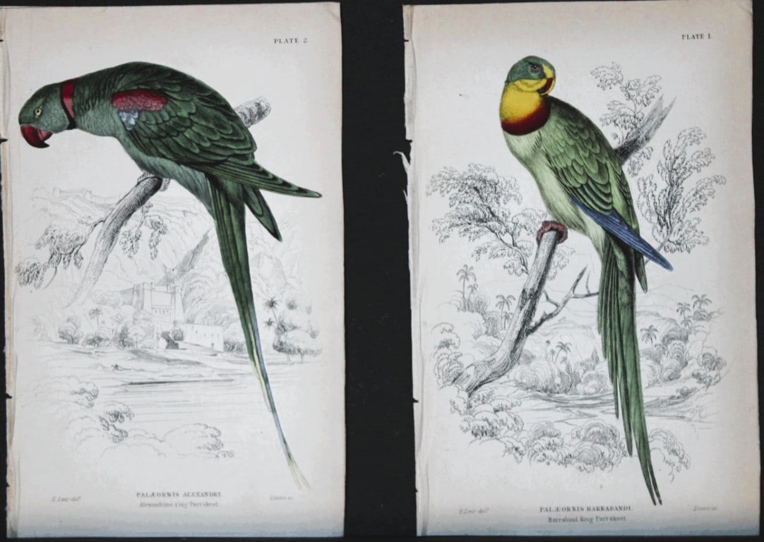 Edward Lear - 2 hand-coloured engravings of parrots 1836 (1 of 1)