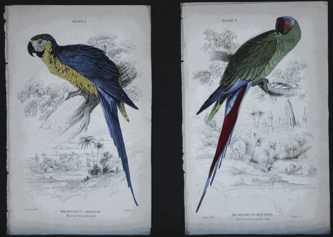 Edward Lear - 2 hand-coloured engravings of parrots 1836: These original hand-coloured steel engravings are from Parrots, Volume X of the Naturalist's Library series, published by Chatto & Windus, London 1836.The parrots were drawn by Edward Lear and engrave