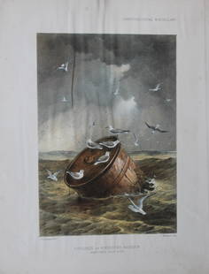 GD Rowley - Kittiwakes by JG Keulemans 1877: Antique lithograph of the Kittiwakes at the entrance to Kingston Harbour by JG Keulemans from Ornithological Miscellany? by George Dawson Rowley. Published by Hanhart, London 1877. Size: 12in 9.5in
