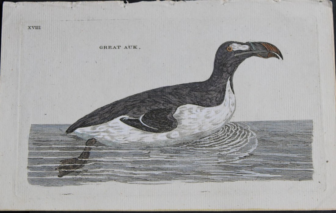 Thomas Pennant - Great Auk engraving 1776: This superb antique engraving of the now extinct Great Auk is nearly 250 years old. It is Plate 18 from British Zoology by Thomas Pennant, published in 1776 in Warrington, England. Thomas Pennant (172