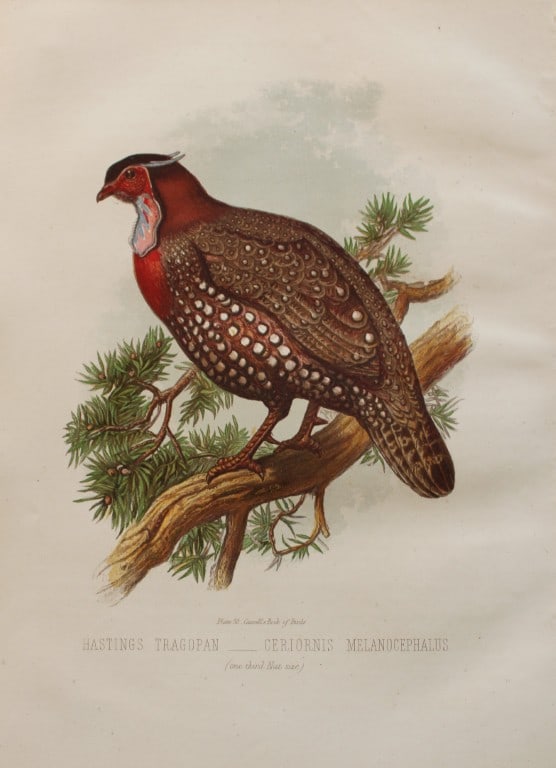Thomas Rymer Jones - Hastings Tragopan 1869 (1 of 1)