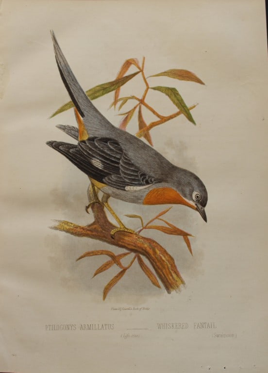 Thomas Rymer Jones - Whiskered Fantail 1869 (1 of 2)