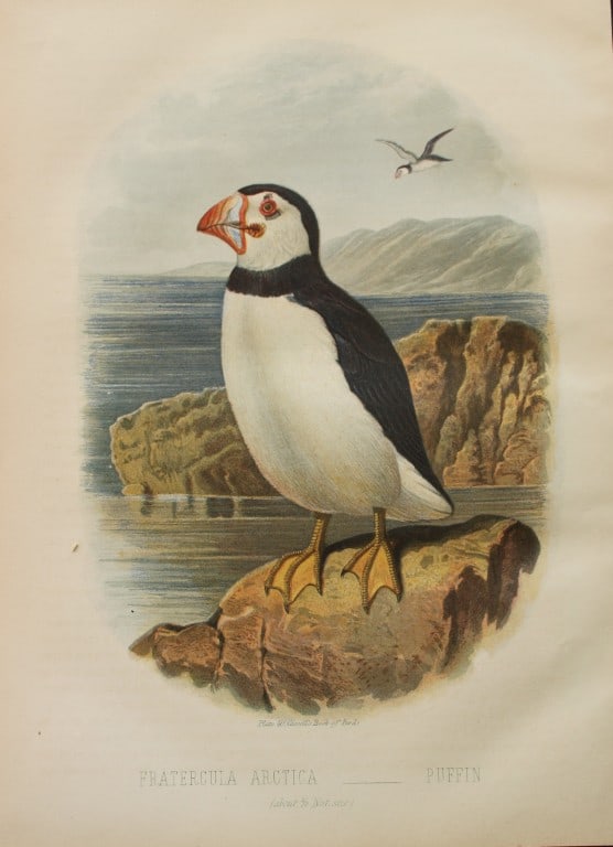 Thomas Rymer Jones - Puffin 1869 (1 of 1)