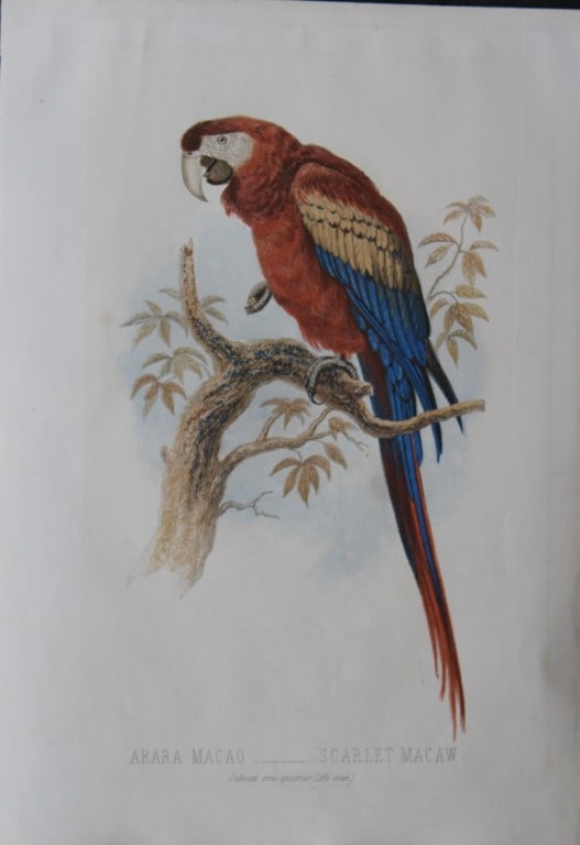 Thomas Rymer Jones - Scarlet Macaw 1869 (1 of 1)