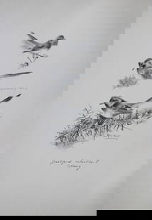 Philip Rickman - 4 prints of pencil drawings of birds 1938: These prints of pencil drawings and sketches are from Birds Sketches and Some Field Observations, Illustrated by Philip Rickman, Published by Eyre and Spottiswoode. 1938 Philip Rickman's beautifully i