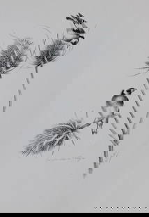 Philip Rickman - 4 prints of pencil drawings of song birds 1938: These prints of pencil drawings and sketches are from Birds Sketches and Some Field Observations, Illustrated by Philip Rickman, Published by Eyre and Spottiswoode. 1938 Philip Rickman's beautifully i