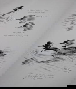 Philip Rickman - 4 prints of pencil drawings of ducks 1938: These prints of pencil drawings and sketches are from Birds Sketches and Some Field Observations, Illustrated by Philip Rickman, Published by Eyre and Spottiswoode. 1938 Philip Rickman's beautifully i