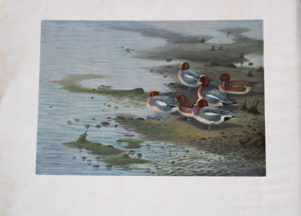 Philip Rickman - 3 prints of pencil drawings of ducks and swan 1938: These prints of pencil drawings and sketches are from Birds Sketches and Some Field Observations, Illustrated by Philip Rickman, Published by Eyre and Spottiswoode. 1938 Philip Rickman's beautifully i
