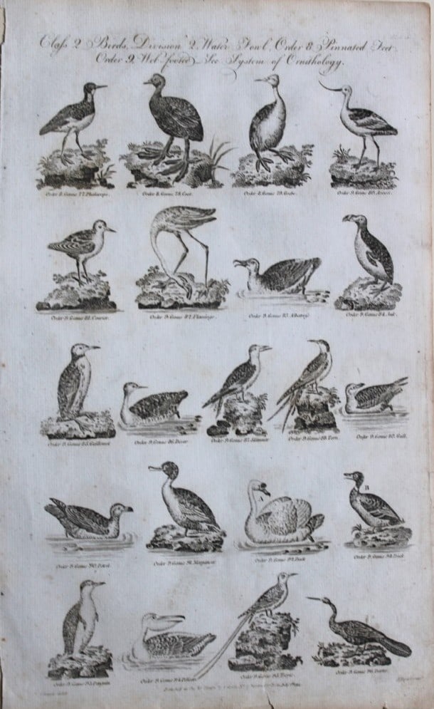 WH Hall - 5 engraving of birds 1788 (1 of 5)
