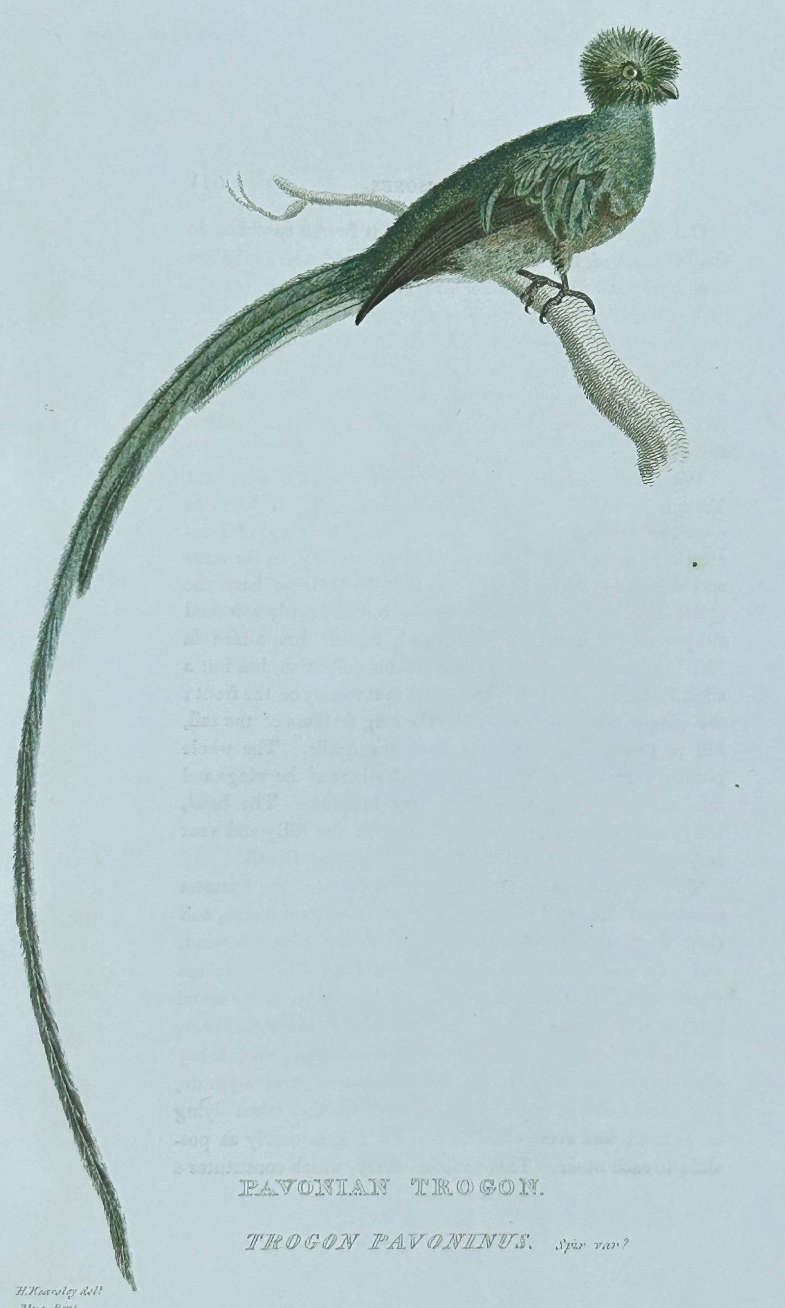 Baron Cuvier - Pavonian Trogon 1829: This antique engraving is from the English edition of The Animal Kingdom by Baron Georges Cuvier. Published by GB Whittaker & Co, London 1828-29.Artists who contributed to this work were Landseer, Sow