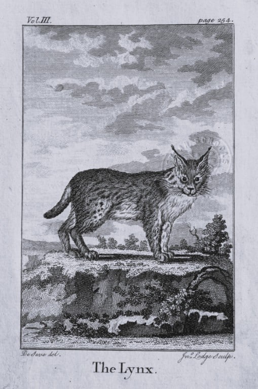 Buffon - 2 engravings of Lynx and Civet by De Seve 1812 (1 of 2)