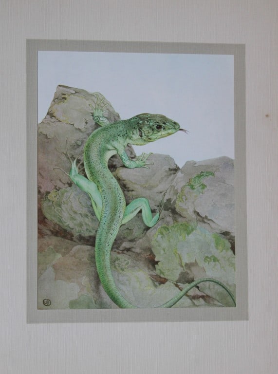EJ Detmold - 2 prints of a frog and a lizard 1912 (1 of 2)