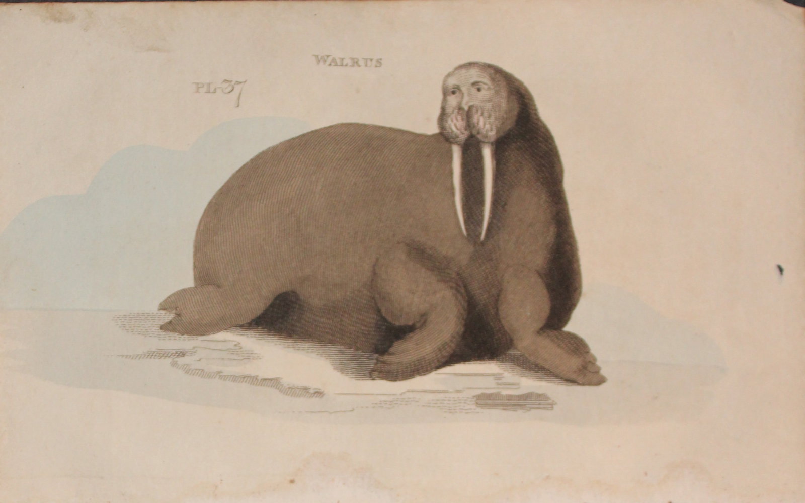 Brightly - 2 engravings of Walrus and Bottle Nose Seal 1811: These copperplate engravings are from The Natural History of Quadrupeds, and Cetaceous Animals by various authors. Published by Brightly and Co, Bungay 1811.Size: 8in x 5in (20cm x 13cm)