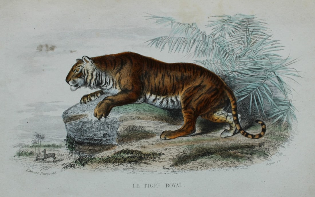 Buffon & Travies - 4 prints of Mammals 1839 (1 of 4)