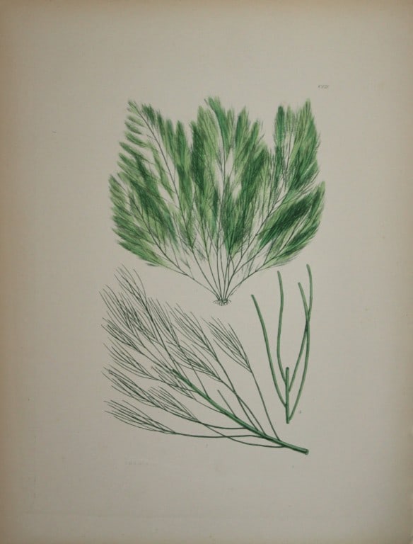 William Harvey - 3 Hand-coloured lithographs of Sea-Weeds 1846 (1 of 3)