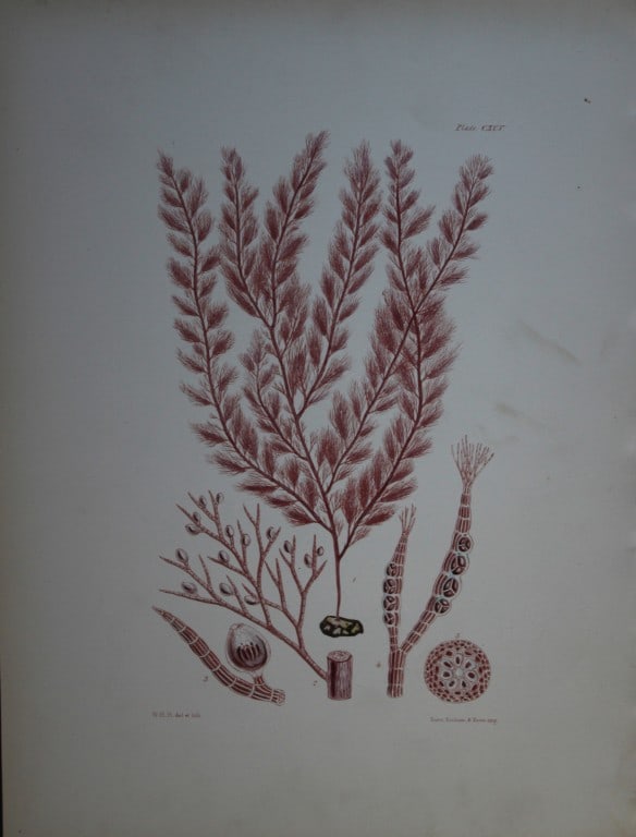 William Harvey - 3 Hand-coloured lithographs of Sea-Weeds 1846 (1 of 3)