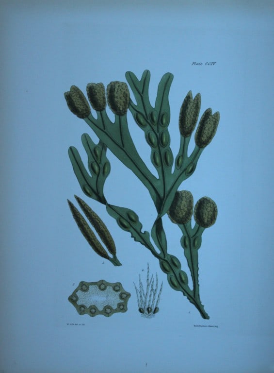 William Harvey - 3 Hand-coloured lithographs of Sea-Weeds 1846 (1 of 3)