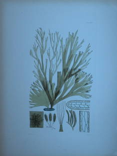 William Harvey - 3 Hand-coloured lithographs of Sea-Weeds 1846: These lithographs are from Phycologia Britannica or A History of British Sea-Weeds containing figures generic and specific characters, synonymes and descriptions by William Heny Harvey. Published by R