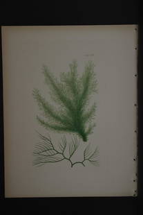 William Harvey - 3 Hand-coloured lithographs of Sea-Weeds 1846: These lithographs are from Phycologia Britannica or A History of British Sea-Weeds containing figures generic and specific characters, synonymes and descriptions by William Heny Harvey. Published by R