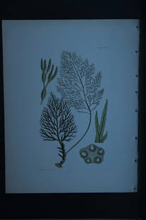 William Harvey - 3 Hand-coloured lithographs of Sea-Weeds 1846: These lithographs are from Phycologia Britannica or A History of British Sea-Weeds containing figures generic and specific characters, synonymes and descriptions by William Heny Harvey. Published by R