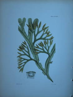 William Harvey - 3 Hand-coloured lithographs of Sea-Weeds 1846: These lithographs are from Phycologia Britannica or A History of British Sea-Weeds containing figures generic and specific characters, synonymes and descriptions by William Heny Harvey. Published by R