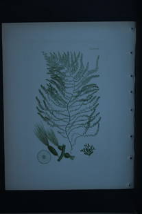 William Harvey - 3 Hand-coloured lithographs of Sea-Weeds 1846: These lithographs are from Phycologia Britannica or A History of British Sea-Weeds containing figures generic and specific characters, synonymes and descriptions by William Heny Harvey. Published by R