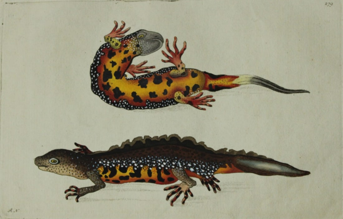Shaw & Nodder - The Warted Newt 1790: This beautiful copper engraving with original hand colouring is from The Naturalist's Miscellany by George Shaw and illustrated by Frederick P Nodder. Published in London 1790-1813. Size: 9.5in x 5.5i