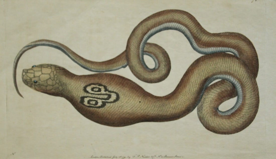 Shaw & Nodder - The Spectacle Snake (Cobra de Capello) 1790: This beautiful copper engraving with original hand colouring is from The Naturalist's Miscellany by George Shaw and illustrated by Frederick P Nodder. Published in London 1790-1813. Size: 9.5in x 5.5i