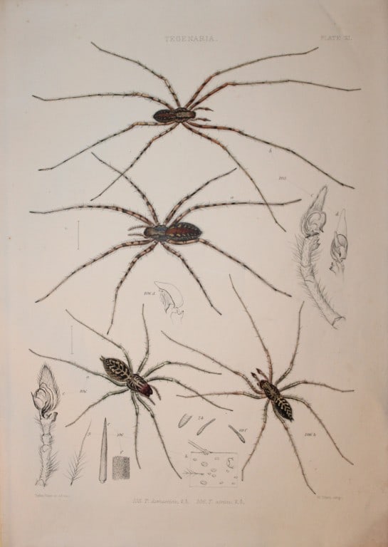 John Blackwall - 2 engravings from Spiders 1864: This hand-coloured lithograph is from A History of the Spiders of Great Britain and Ireland by John Blackwall. First edition published for the Ray Society by Robert Hardwicke, Piccadilly London1864. J