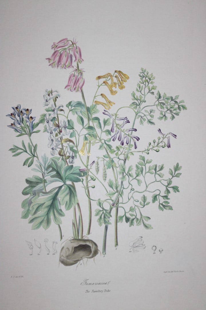 Elizabeth Twining - Folio engraving of The Fumitory Tribe 1849: This rare hand-coloured lithograph of the Fumariaceae - The Fumitory Tribe is from Illustrations of the Natural Order of Plants by Elizabeth Twining. Published in London by Joseph Cundall 1849 (Vol I)