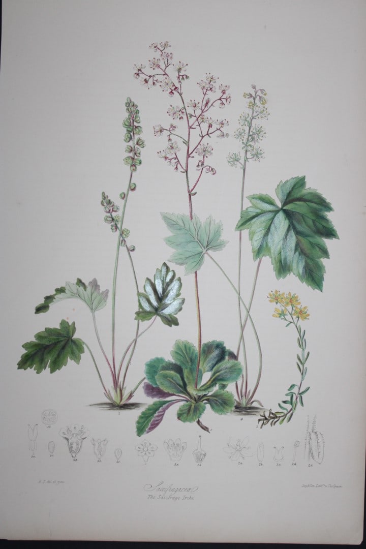 Elizabeth Twining - Folio engraving of The Saxifrage Tribe 1849: This rare hand-coloured lithograph of the Saxifragaceae - The Saxifrage Tribe is from Illustrations of the Natural Order of Plants by Elizabeth Twining. Published in London by Joseph Cundall 1849 (Vol