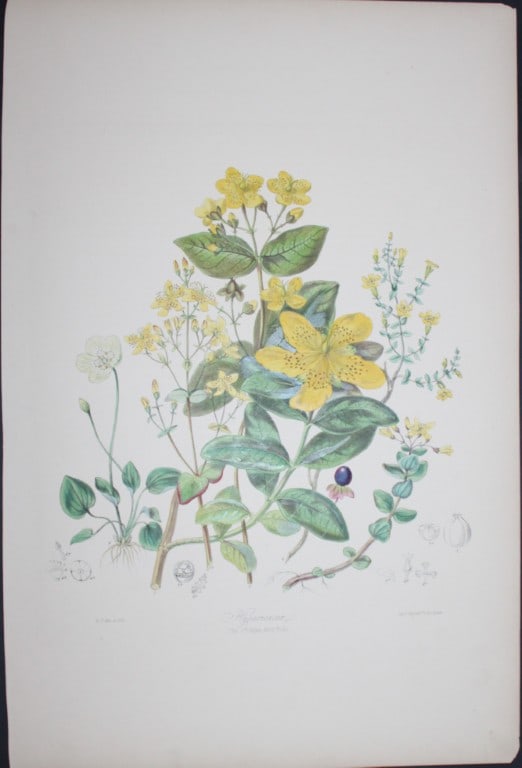Elizabeth Twining - Folio engraving of The St John's Wort Tribe 1849: This rare hand-coloured lithograph of the Hypericaceae - The St John's Wort Tribe is from Illustrations of the Natural Order of Plants by Elizabeth Twining. Published in London by Joseph Cundall 1849