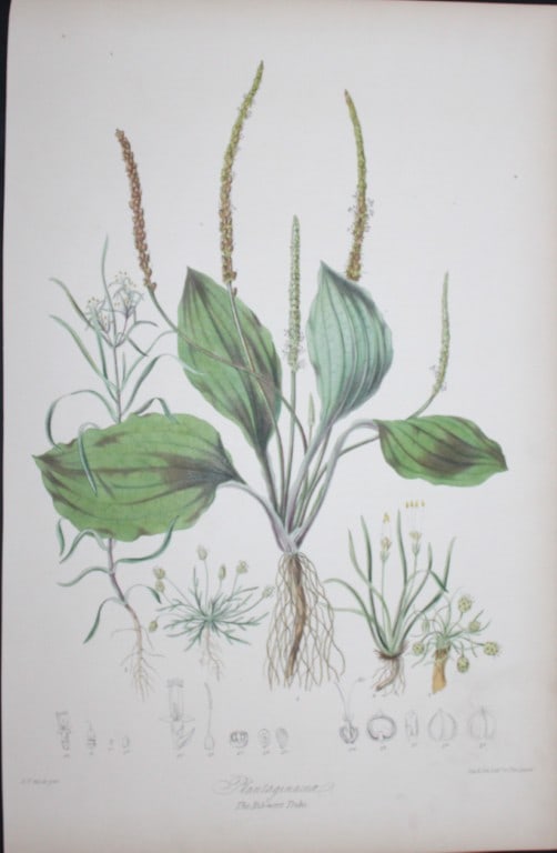 Elizabeth Twining - Folio engraving of The Rib-wort Tribe 1849: This rare hand-coloured lithograph of the Plantaginaceae - The Rib-wort Tribe is from Illustrations of the Natural Order of Plants by Elizabeth Twining. Published in London by Joseph Cundall 1849 (Vol