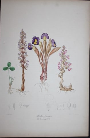 Elizabeth Twining - Folio engraving of The Broom-rape Tribe 1849: This rare hand-coloured lithograph of the Orobanchaceae - The Broom-rape Tribe is from Illustrations of the Natural Order of Plants by Elizabeth Twining. Published in London by Joseph Cundall 1849 (Vo