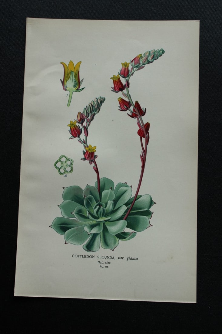 Edward Step - 4 chromolithographs of flowers 1896: These chromolithographic prints are from Favourite Flowers of Garden and Greenhouse by Edward Step FLS and William Watson FRHS. It was published in London by Frederick Warne and Co. 1896. Below each p