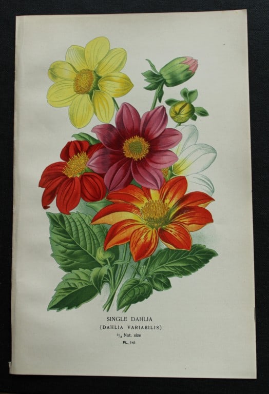Edward Step - 4 chromolithographs of flowers 1896: These chromolithographic prints are from Favourite Flowers of Garden and Greenhouse by Edward Step FLS and William Watson FRHS. It was published in London by Frederick Warne and Co. 1896. Below each p
