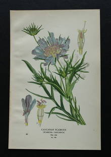 Edward Step - 4 chromolithographs of flowers 1896: These chromolithographic prints are from Favourite Flowers of Garden and Greenhouse by Edward Step FLS and William Watson FRHS. It was published in London by Frederick Warne and Co. 1896Below each pri