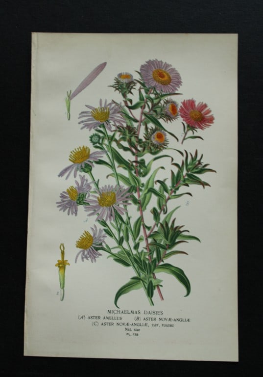 Edward Step - 4 chromolithographs of flowers 1896: These chromolithographic prints are from Favourite Flowers of Garden and Greenhouse by Edward Step FLS and William Watson FRHS. It was published in London by Frederick Warne and Co. 1896. Below each p