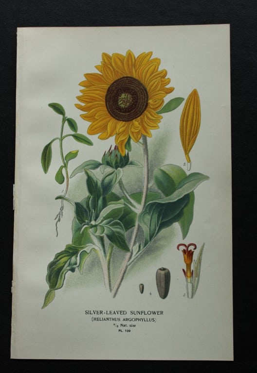 Edward Step - 4 chromolithographs of flowers 1896: These chromolithographic prints are from Favourite Flowers of Garden and Greenhouse by Edward Step FLS and William Watson FRHS. It was published in London by Frederick Warne and Co. 1896. Below each p