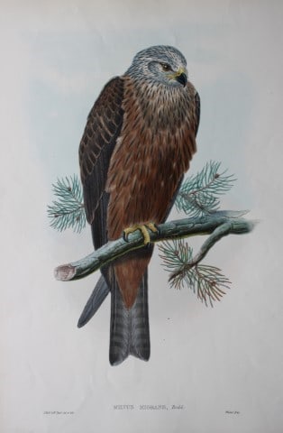 John Gould - Original lithograph of Black Kite 1862-73: This original lithograph of the Black Kite (Milvus Migrans) is from John Gould's Birds of Great Britain, issued in 25 parts between 1862 and 1873. This plate is number 23 from volume 1 of this work an