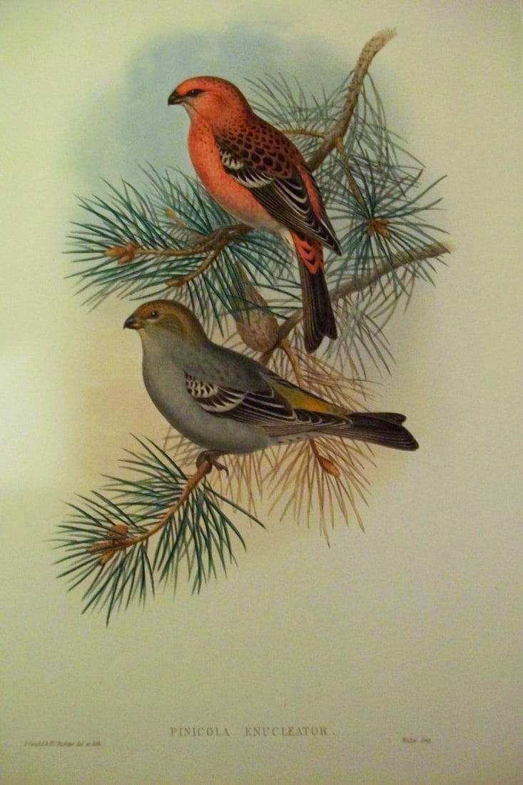 John Gould - Original lithograph of the Pine-Grosbeak 1862-73: This original lithograph of the Pine-Grosbeak (Pinicola enucleator) is from John Gould's Birds of Great Britain, issued in 25 parts between 1862 and 1873. This plate is number 44 from volume 3 of this