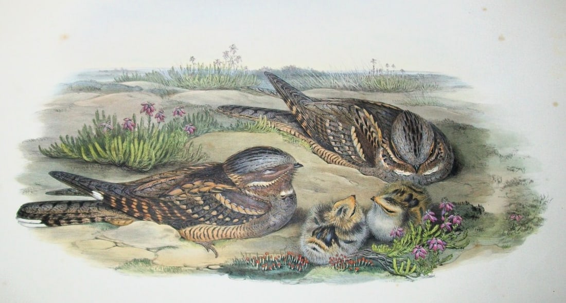 John Gould - Original lithograph of Nightjar, or Goatsucker 1862-73: This original lithograph of the Nightjar, or Goatsucker (Caprimulgus europ?us) is from John Gould's Birds of Great Britain, issued in 25 parts between 1862 and 1873. This plate is number 1 from volume