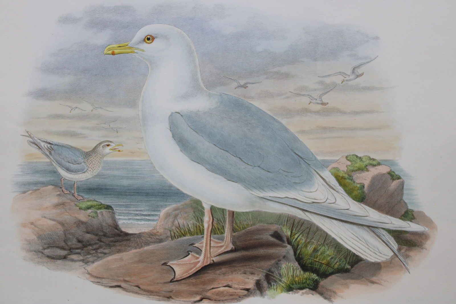 John Gould - Original lithograph of the Iceland Gull 1862-73: This original lithograph of the Iceland Gull (Larus islandicus) is from John Gould's Birds of Great Britain, issued in 25 parts between 1862 and 1873. This plate is number 58 from volume 5 of this wor