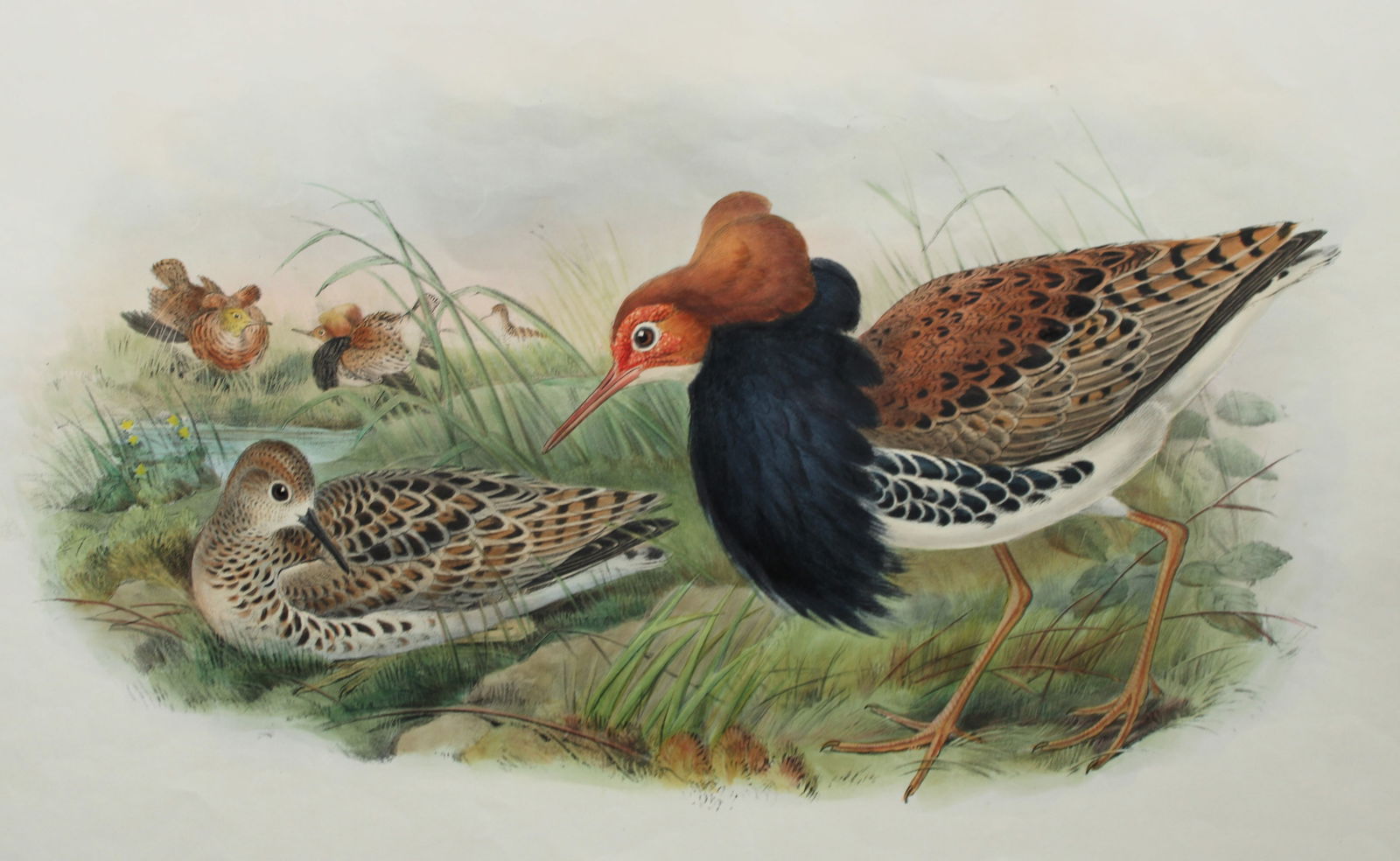 John Gould - Original lithograph of the Ruff 1862-73: This original lithograph of the Ruff in Breeding Plumage (Machetes Pugnax) is from John Gould's Birds of Great Britain, issued in 25 parts between 1862 and 1873. This plate is number 61 from volume 4