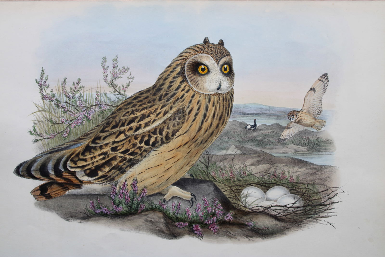 John Gould - Original lithograph of Short-eared Owl 1862-73: This original lithograph of the Short-eared Owl (Brachyotus palustris) is from John Gould's Birds of Great Britain, issued in 25 parts between 1862 and 1873. This plate is number 32 from volume 1 of t